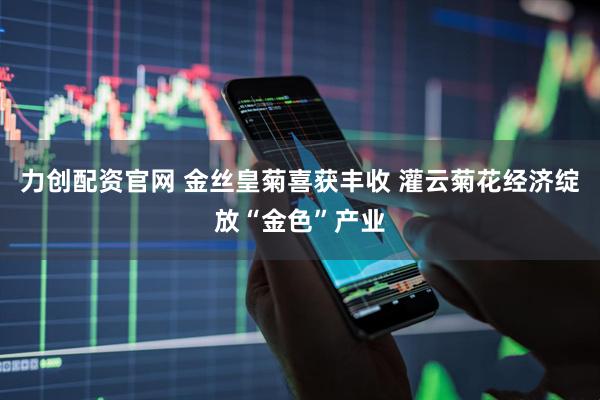 力创配资官网 金丝皇菊喜获丰收 灌云菊花经济绽放“金色”产业