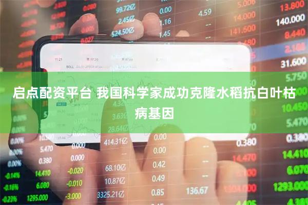 启点配资平台 我国科学家成功克隆水稻抗白叶枯病基因