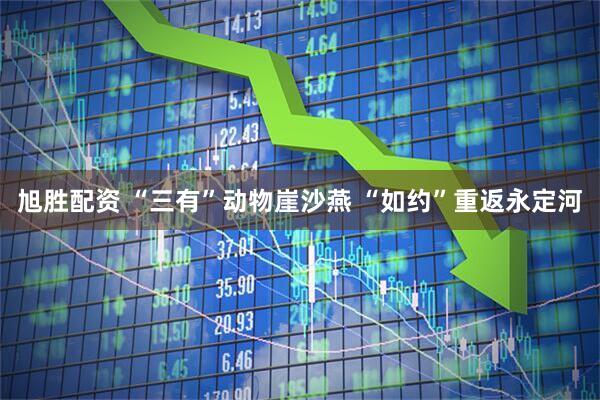旭胜配资 “三有”动物崖沙燕 “如约”重返永定河